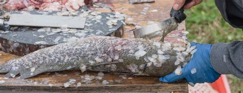 Best Fish Scaler Review (Which Ones Make Less Mess).
